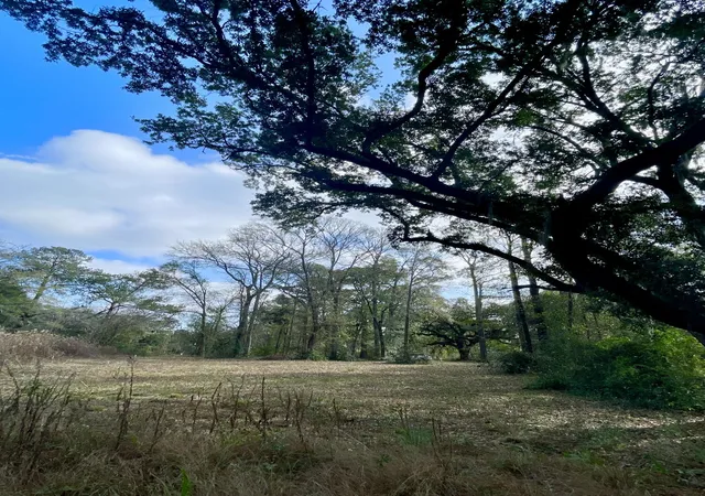 Photo 1 of Land for sale at 1962 Bradham Rd, Charleston, SC 29412 | MLS# 25030723 | Listing updated on 2026-08-06