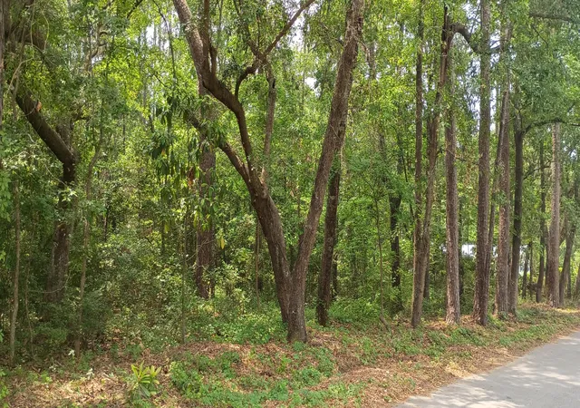 1st image of 0 Oak Dr, Summerville, SC 29483 | MLS# 26017504
