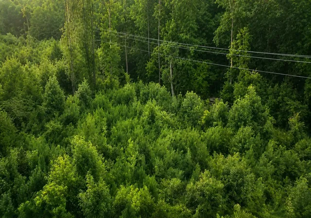 Photo 3 of Land for sale at 00 Whitesville Rd, Moncks Corner, SC 29461 | MLS# 26021353 | Listing updated on 2026-08-04