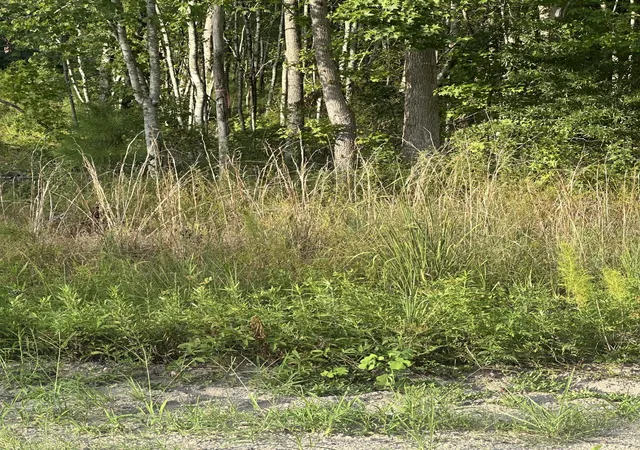 1st image of 0 Hoover, Branchville, SC 29432 | MLS# 26021926