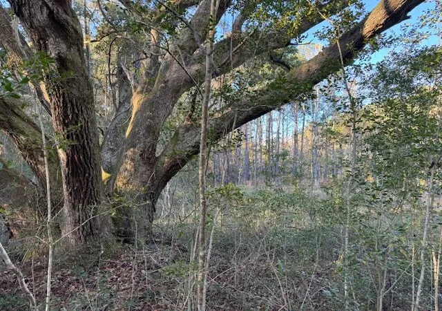 Photo 3 of Land for sale at 1079 London Middleton Ln, Mc Clellanville, SC 29458 | MLS# 26005151 | Listing updated on 2026-06-30
