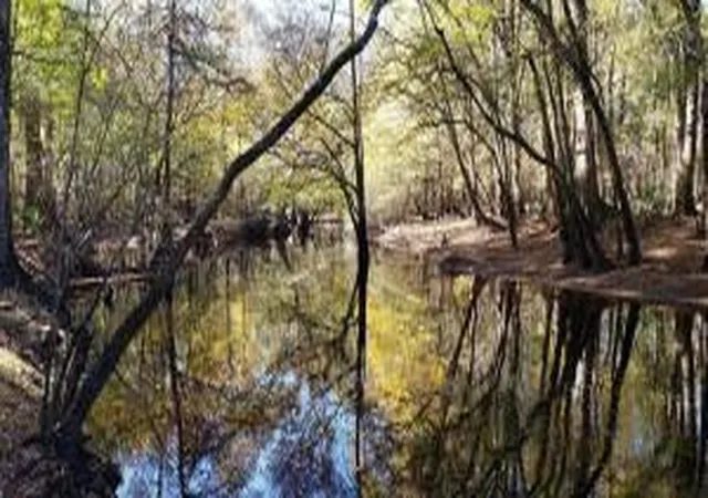 Photo 1 of Land for sale at 0 Sandy Pines Rd, Dorchester, SC 29437 | MLS# 25029485 | Listing updated on 2026-07-29