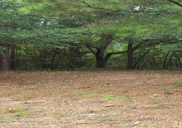 Photo 2 of Land for sale at 00 Cooper Ln, Summerton, SC 29148 | MLS# 26020951 | Listing updated on 2026-07-22