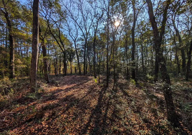 Photo 3 of Land for sale at 8733 N Highway 17, Mc Clellanville, SC 29458 | MLS# 26010146 | Listing updated on 2026-08-17