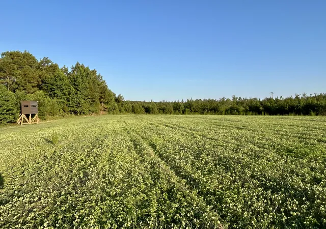 4th image of 0 Fc Cox Rd, Hemingway, SC 29554 | MLS# 26019609
