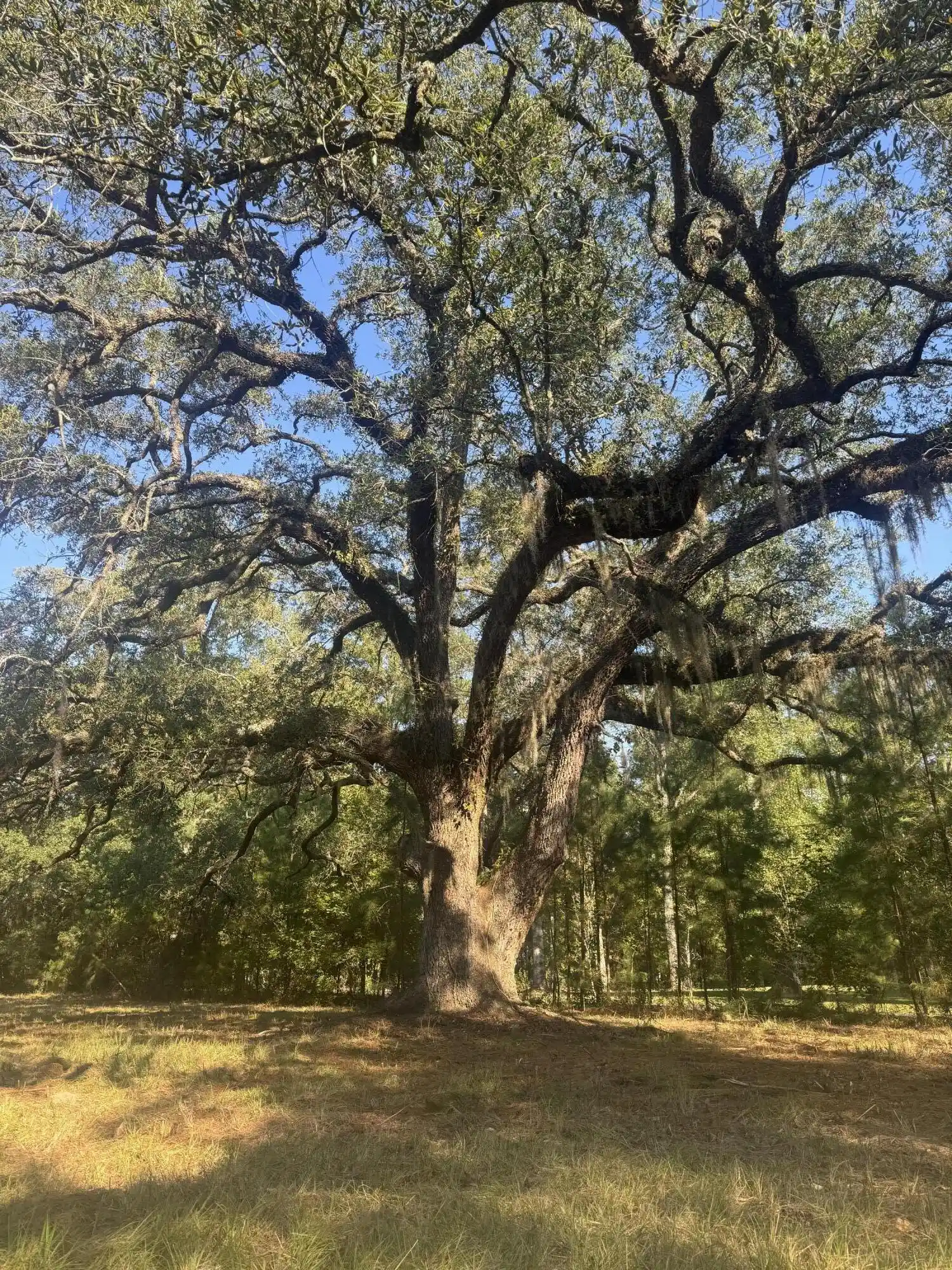 Photo 1 of Land for sale at 171 Winningham Rd, Summerville, SC 29483 | MLS# 26028645 | Listing updated on 2026-10-19