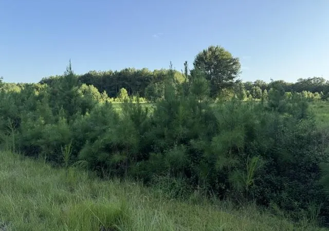 3rd image of 0 Charmaine Ln, Orangeburg, SC 29118 | MLS# 26023555
