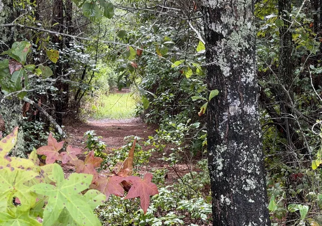 Photo 1 of Land for sale at 0 Markham Rd, Ridgeville, SC 29472 | MLS# 26024282 | Listing updated on 2026-08-27