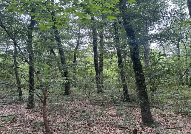 Photo 4 of Land at 1 Boat Landing Rd, Ridgeville, SC 29472 | MLS# 25021544 |  | Sold on 2026-05-27