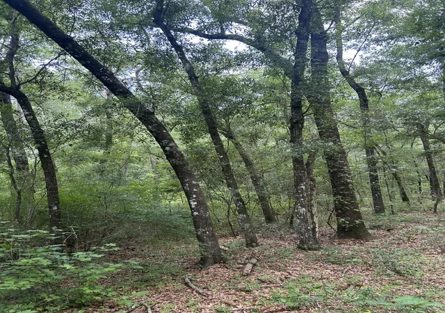 Photo 5 of Land at 1 Boat Landing Rd, Ridgeville, SC 29472 | MLS# 25021544 |  | Sold on 2026-05-27