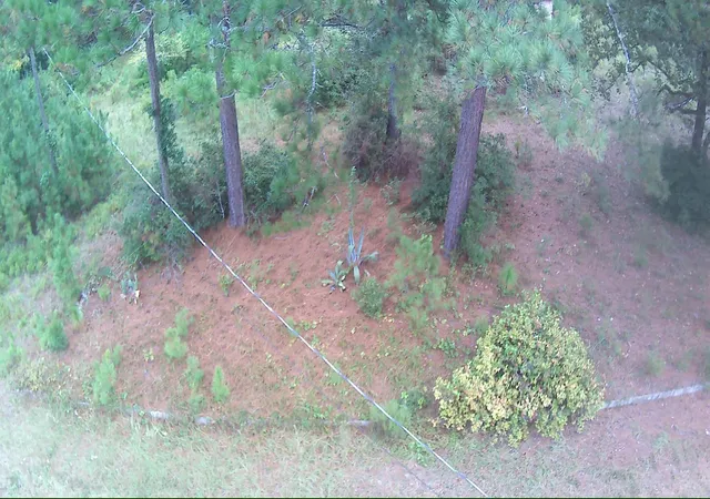 Photo 4 of Land for sale at 6336 North Rd, North, SC 29112 | MLS# 25030399 | Listing updated on 2026-06-15