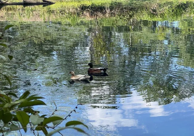 Photo 9 of Sale Pending at 3452 Cypress Pond Rd, Walterboro, SC 29488 | MLS# 26017997 | Listing updated on 2026-07-14