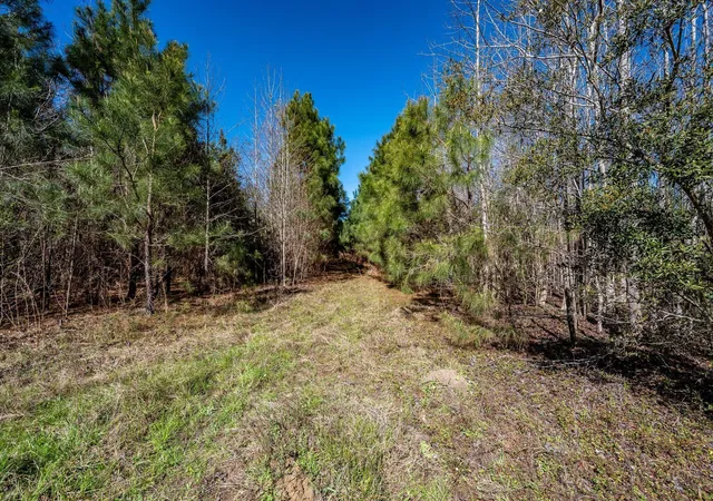 Photo 5 of Land at Tbd Buckhead Rd, Smoaks, SC 29481 | MLS# 26007598 | | Sold on 2026-08-14