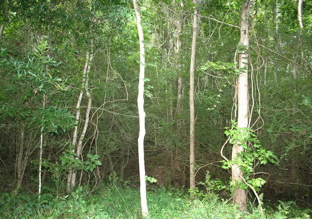 3rd image of 0 Kitfield Rd, Moncks Corner, SC 29461 | MLS# 26014555