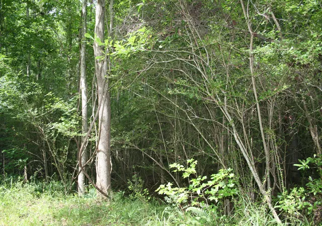 4th image of 0 Kitfield Rd, Moncks Corner, SC 29461 | MLS# 26014555