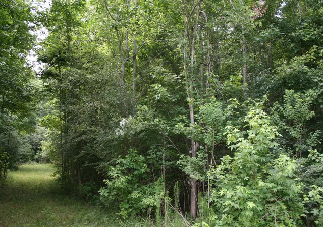5th image of 0 Kitfield Rd, Moncks Corner, SC 29461 | MLS# 26014555