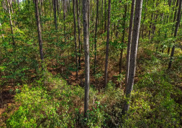 Photo 3 of Land for sale at 0 Crews Cemetery Rd, Varnville, SC 29944 | MLS# 26011716 | Listing updated on 2026-09-14