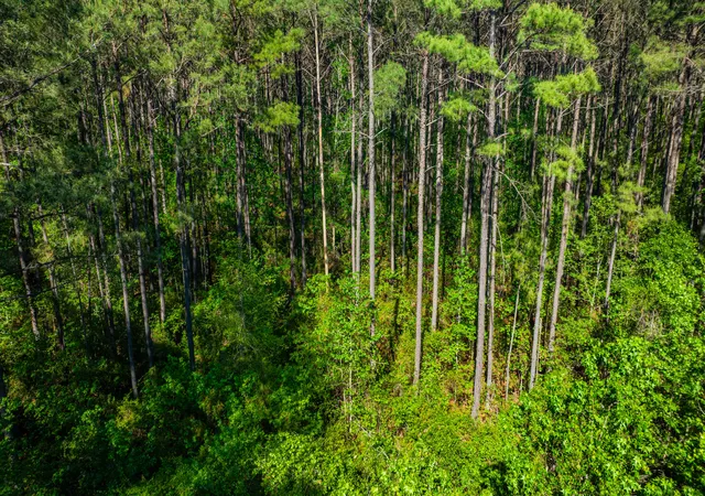 Photo 3 of Land for sale at 0 Crews Cemetery Rd, Varnville, SC 29944 | MLS# 26011716 | Listing updated on 2026-09-14