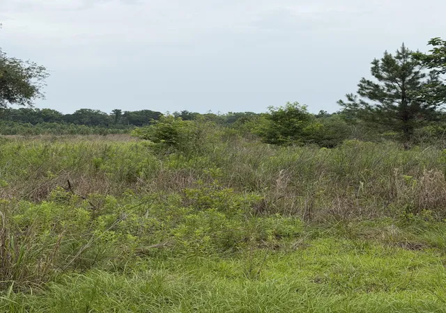 5th image of 00 State Rd, Holly Hill, SC 29059 | MLS# 26017482