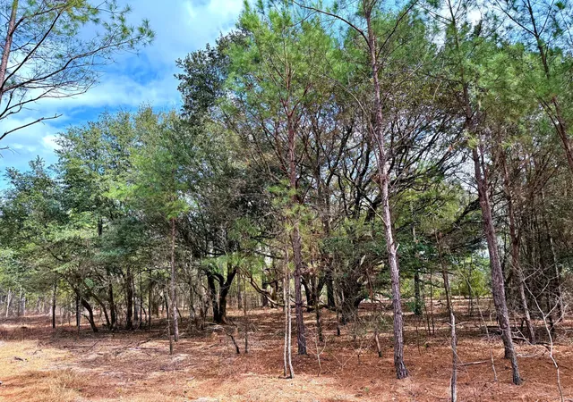 Homes for sale in Greeleyville, SC | 2400 River Rd, Greeleyville, SC 29056 | MLS# 25012802