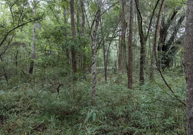 Photo 3 of Land for sale at 33 Middleton Oaks Rd, Charleston, SC 29414 | MLS# 25016756 | Listing updated on 2026-09-16