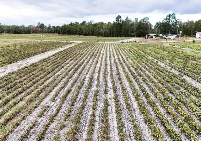 Photo 3 of Land for sale at 00 Chavis Rd, Hilda, SC 29813 | MLS# 26021449 | Listing updated on 2026-09-02