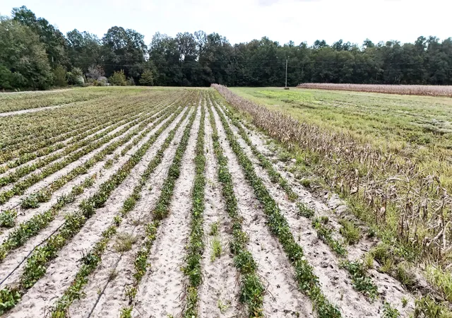 Photo 4 of Land for sale at 00 Chavis Rd, Hilda, SC 29813 | MLS# 26021449 | Listing updated on 2026-09-02