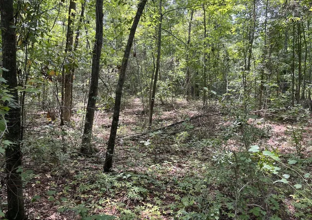 Photo 3 of Land for sale at 00 Henry St, Walterboro, SC 29488 | MLS# 26020032 | Listing updated on 2026-09-10