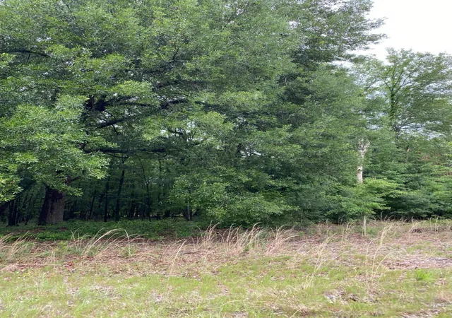 Photo 2 of Land for sale at 00 Salley Road, North, SC 29112 | MLS# 25025914 | Listing updated on 2026-09-01
