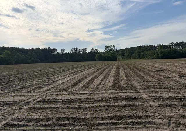 Photo 2 of Land for sale at 0 Reevesville, Reevesville, SC 29471 | MLS# 26017546 | Listing updated on 2026-09-20