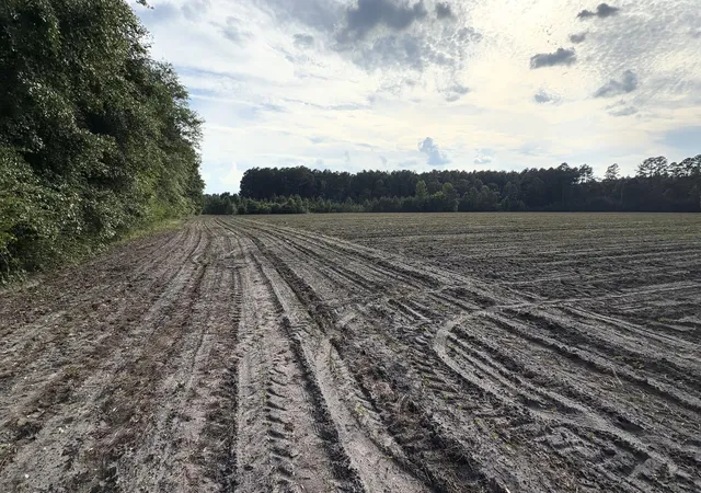 Photo 3 of Land for sale at 0 Reevesville, Reevesville, SC 29471 | MLS# 26017546 | Listing updated on 2026-09-20