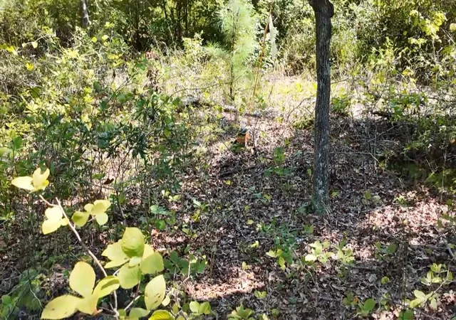 image of 00 Misty Ridge Ln, Walterboro, SC 29488 | MLS# 25025283