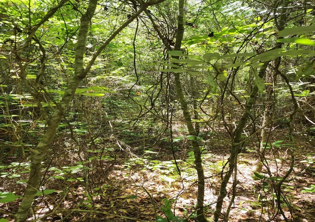 Photo 3 of Land for sale at 019 Thomas Kate Rd, Dorchester, SC 29437 | MLS# 26012054 | Listing updated on 2026-08-31