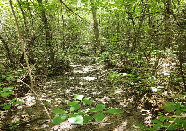 Photo 4 of Land for sale at 019 Thomas Kate Rd, Dorchester, SC 29437 | MLS# 26012054 | Listing updated on 2026-08-31