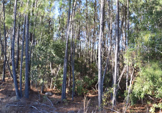 5th image of 0 Black Tom Rd, Moncks Corner, SC 29461 | MLS# 25001690