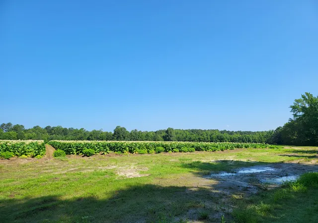 Homes for sale in Greeleyville, SC | 0 Guess Rd, Greeleyville, SC 29056 | MLS# 26006146