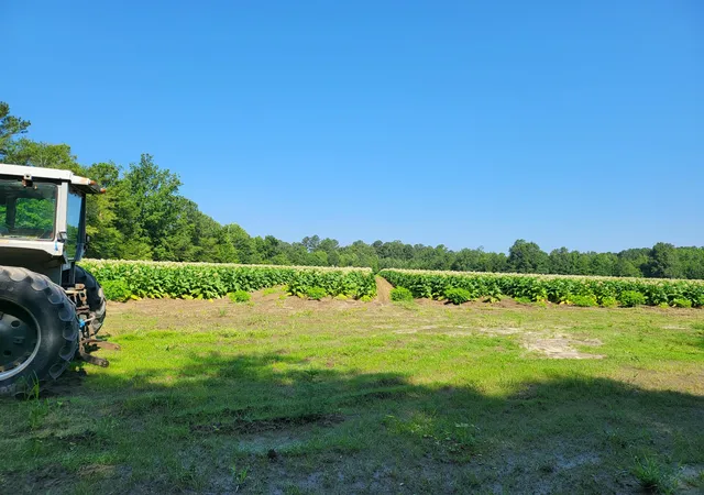 Homes for sale in Greeleyville, SC | 0 Guess Rd, Greeleyville, SC 29056 | MLS# 26006146