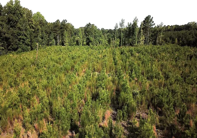 10th image of 00 Norway Rd, Orangeburg, SC 29115 | MLS# 26023427
