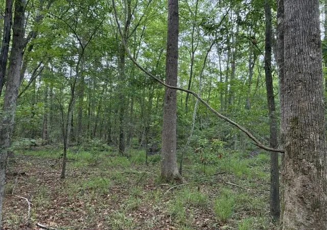 Photo 3 of Land for sale at 0 Joyous Way, Moncks Corner, SC 29461 | MLS# 26013356 | Listing updated on 2026-05-08