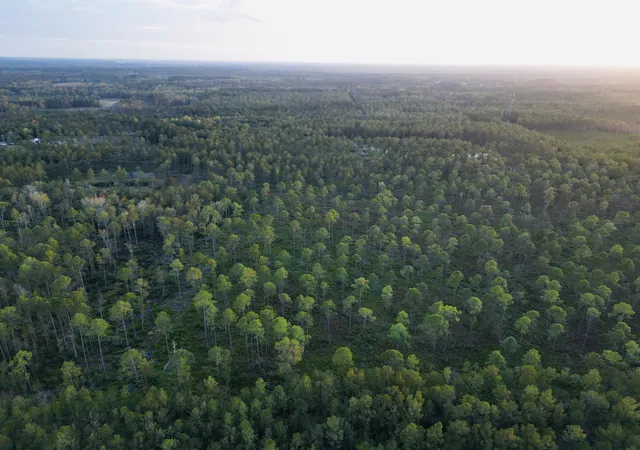 Photo 3 of Land for sale at 0000 Peniel Rd, Walterboro, SC 29488 | MLS# 25031598 | Listing updated on 2026-06-16