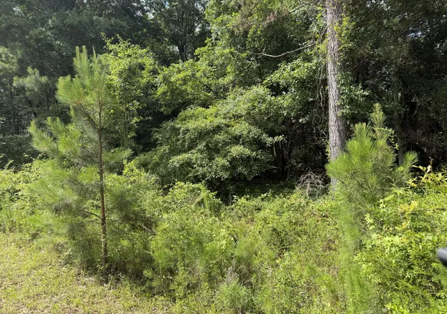 Photo 2 of Land for sale at 0 Norway Rd, Orangeburg, SC 29115 | MLS# 26018271 | Listing updated on 2026-06-24