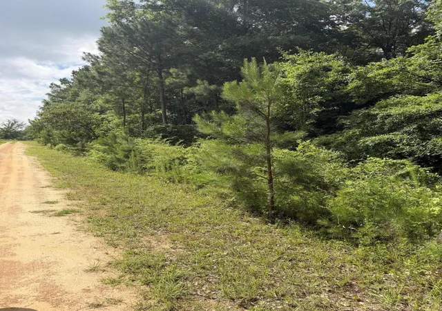 Photo 4 of Land for sale at 0 Norway Rd, Orangeburg, SC 29115 | MLS# 26018271 | Listing updated on 2026-06-24