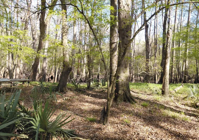 Homes for sale in Ridgeville, SC | Lot 2 & 3 Gator Cv, Ridgeville, SC 29472 | MLS# 26007720