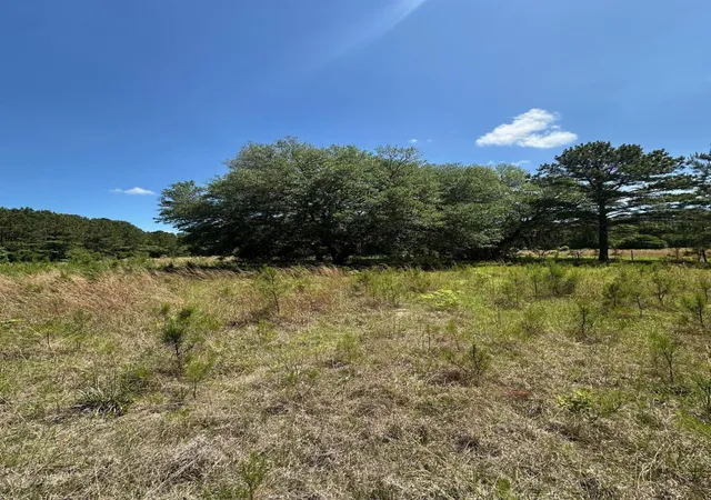 Photo 4 of Land for sale at 0 Willtown Rd, Hollywood, SC 29449 | MLS# 25012053 | Listing updated on 2025-12-01