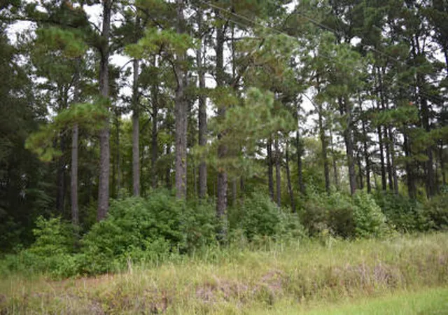1st image of Tbd Burgess Rd, Greeleyville, SC 29056 | MLS# 26023377