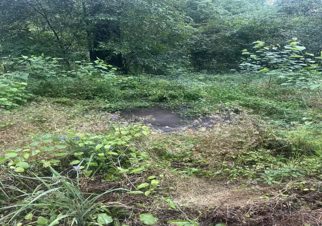 Photo 3 of Land for sale at 0 Corner Ln, Branchville, SC 29432 | MLS# 26014840 | Listing updated on 2026-09-29