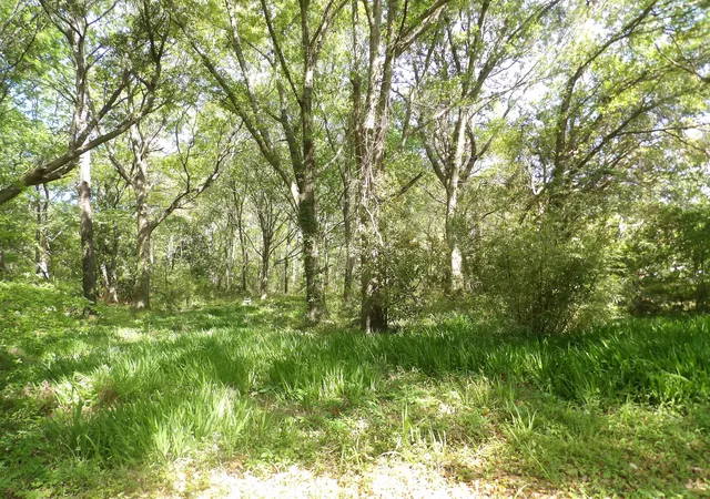 Photo 1 of Land for sale at 1558 Scott Hl Rd #4-B, Charleston, SC 29412 | MLS# 25009330 | Listing updated on 2026-07-06