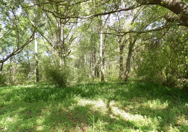 Photo 2 of Land for sale at 1558 Scott Hl Rd #4-B, Charleston, SC 29412 | MLS# 25009330 | Listing updated on 2026-07-06