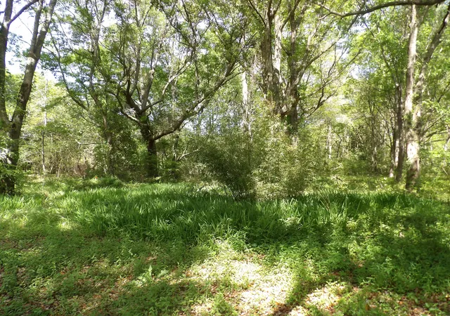 Photo 3 of Land for sale at 1558 Scott Hl Rd #4-B, Charleston, SC 29412 | MLS# 25009330 | Listing updated on 2026-07-06