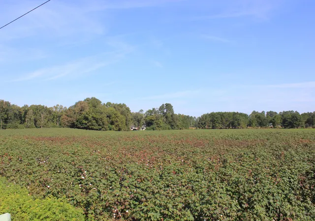 Photo 2 of Land for sale at 0 Old Hwy 6, Santee, SC 29142 | MLS# 20028116 | Listing updated on 2026-07-30